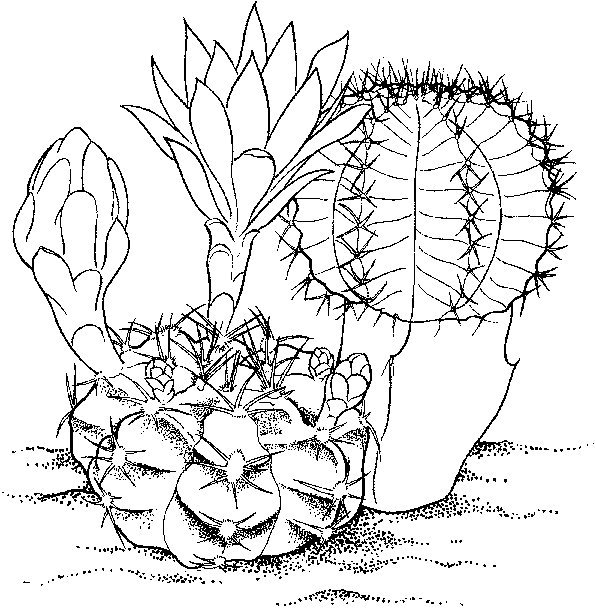 Flower coloring pages cactus coloring pages and printables