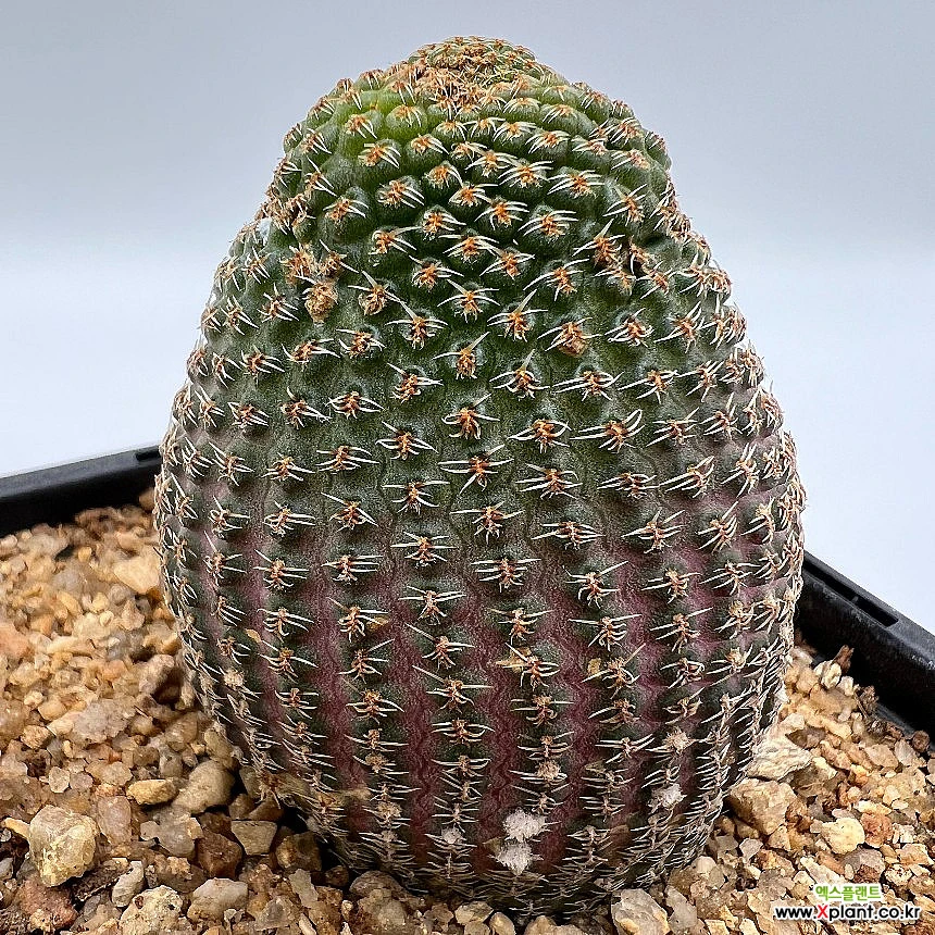 Lobivia famatimensis cactus