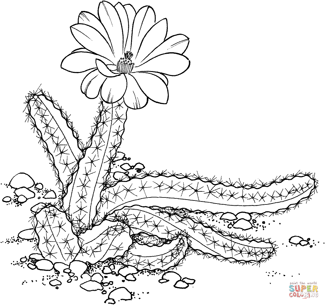 Echinocereus pentalophus or lady finger cactus coloring page free printable coloring pages