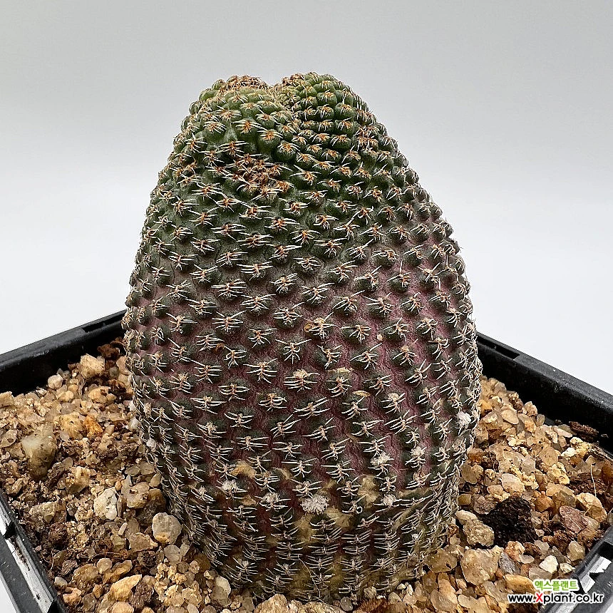 Lobivia famatimensis cactus