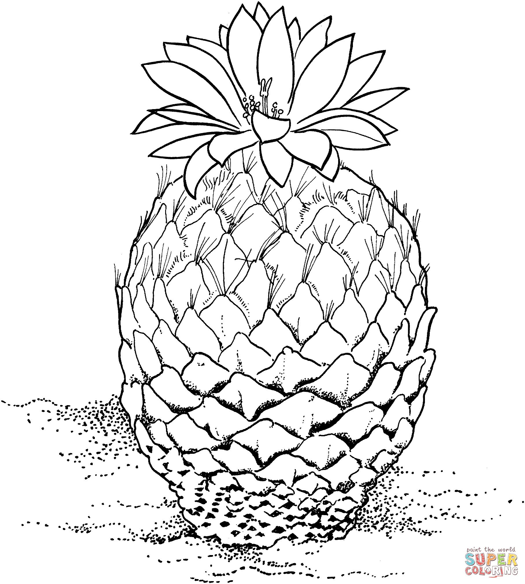 Encephalocarpus strobiliformis or pinecone cactus coloring page free printable coloring pages