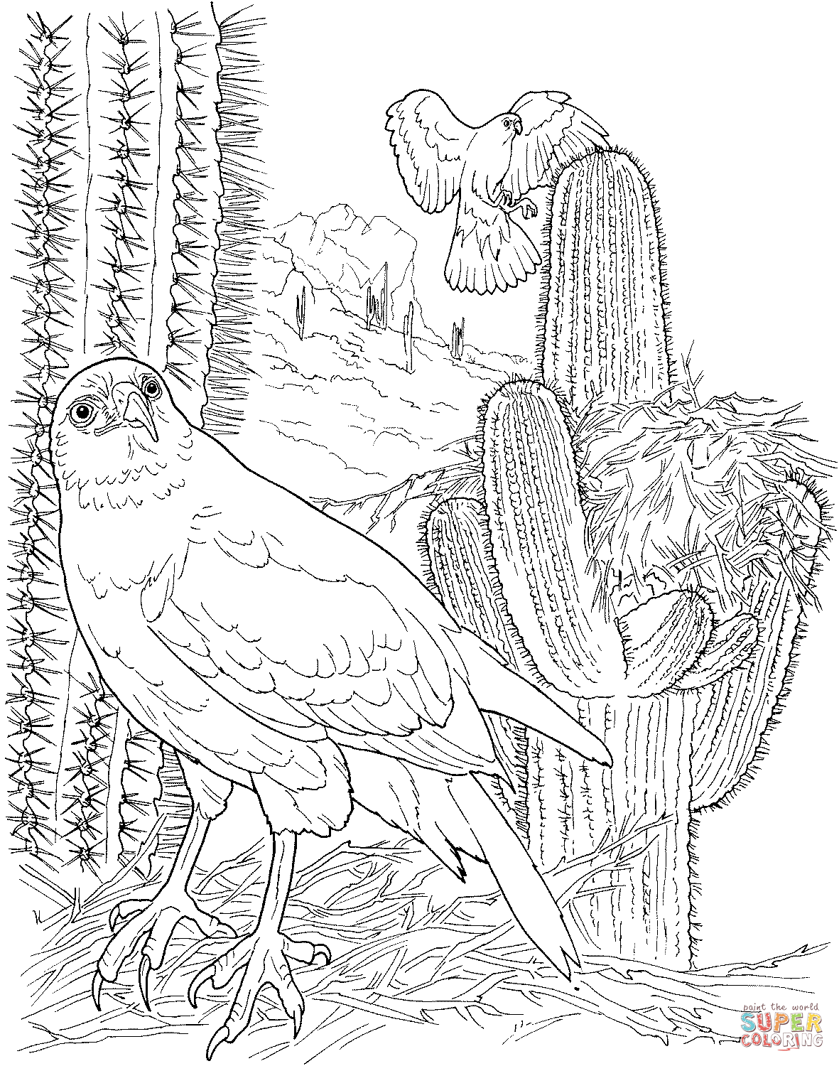 Harriss hawk in saguaro forest coloring page free printable coloring pages