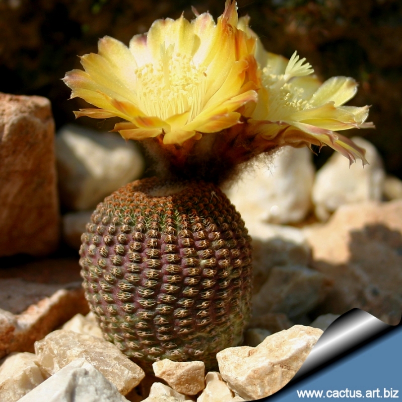 Lobivia famatimensis reicheocactus pseudoreicheanus