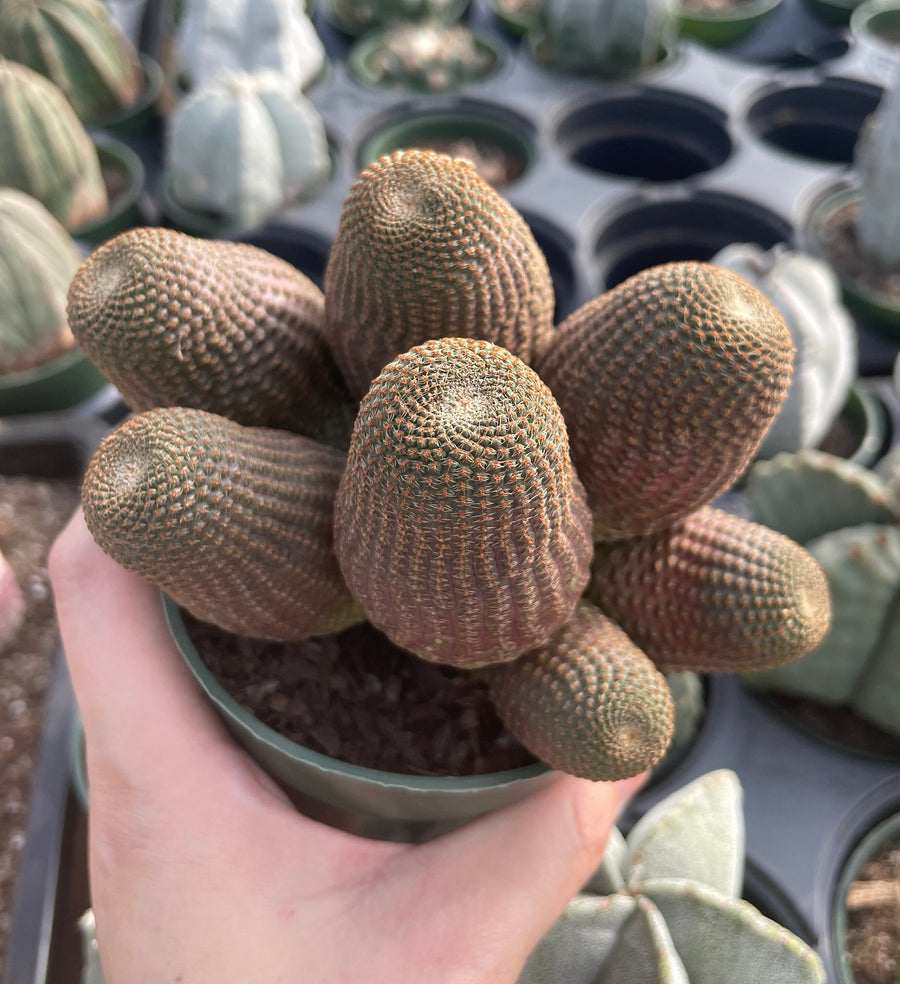 Rare cactus