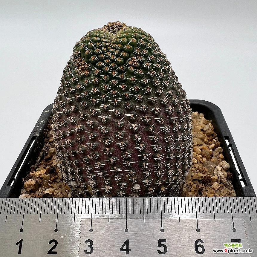 Lobivia famatimensis cactus