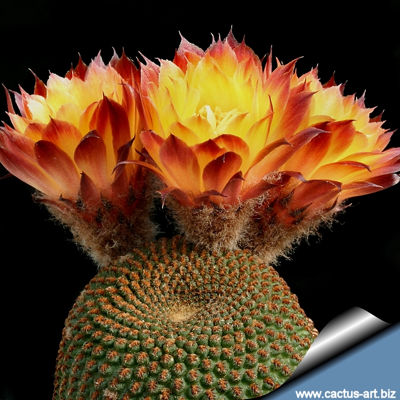 Lobivia famatimensis reicheocactus pseudoreicheanus