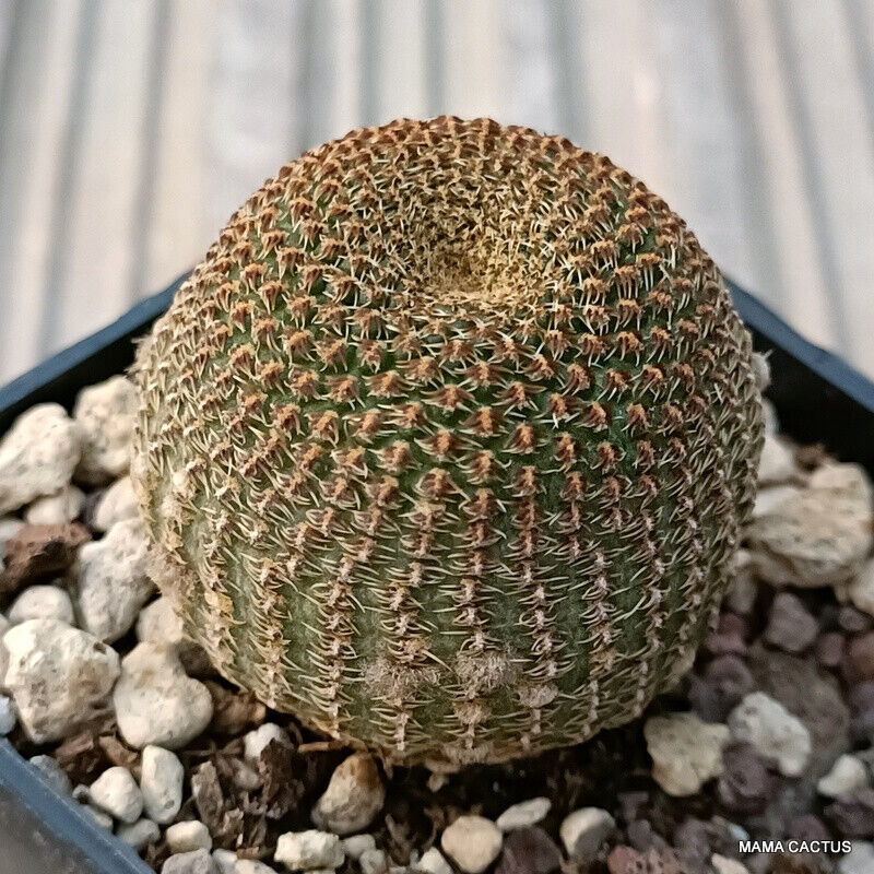 A lobivia famatimensis pot