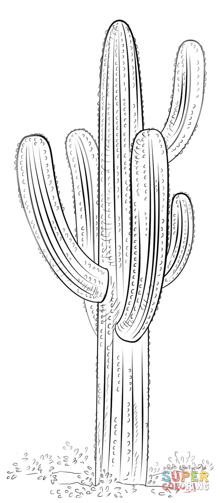 Cactus coloring pages