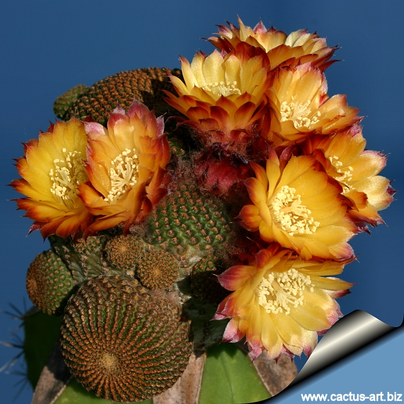 Lobivia famatimensis reicheocactus pseudoreicheanus