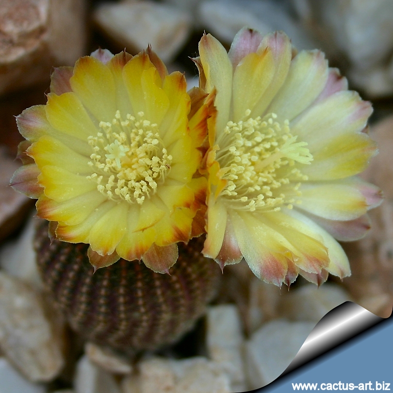 Lobivia famatimensis reicheocactus pseudoreicheanus