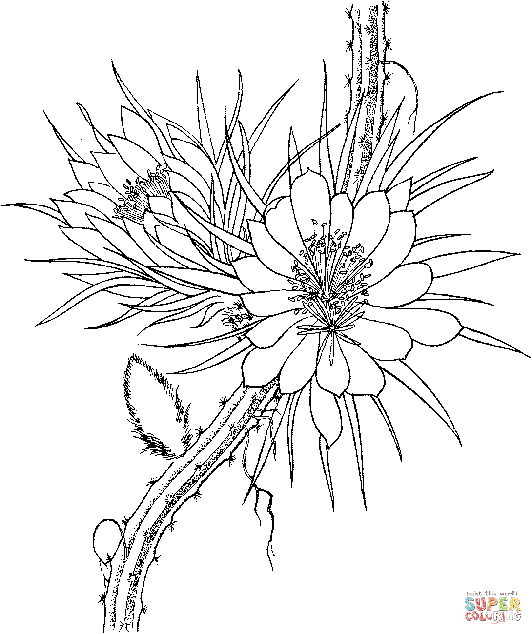 Lobivia famatimensis cactus coloring page