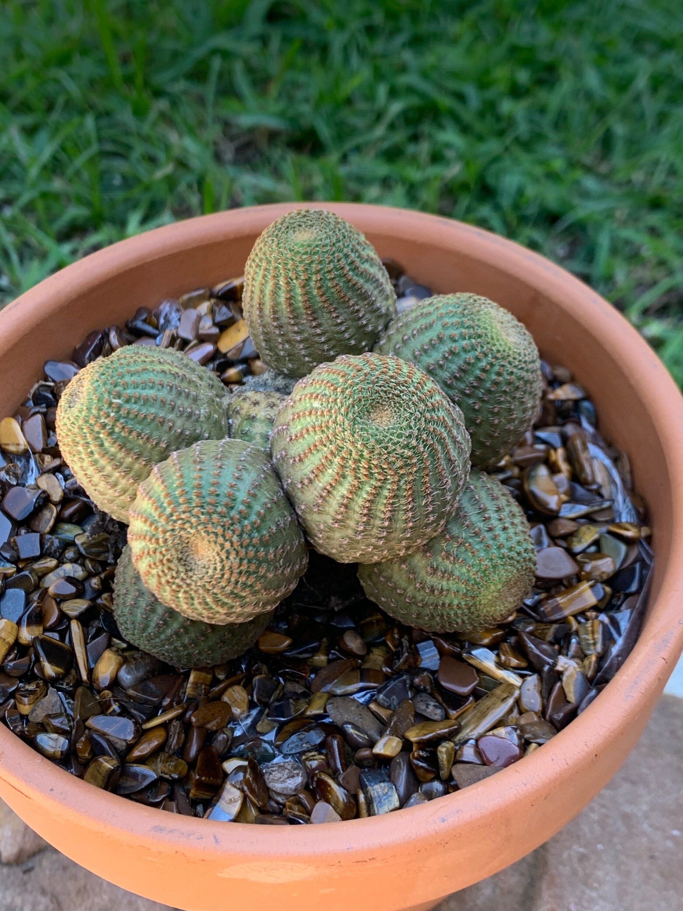 Echinopsis famatimensis reichocactus reichei lobivia famatimensis succulent rare cactus collector cactus imported fully rooted