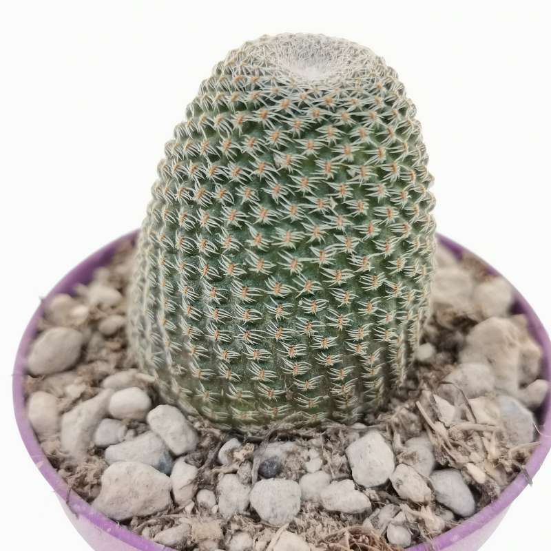 Lobivia famatimensis cm cactaceae