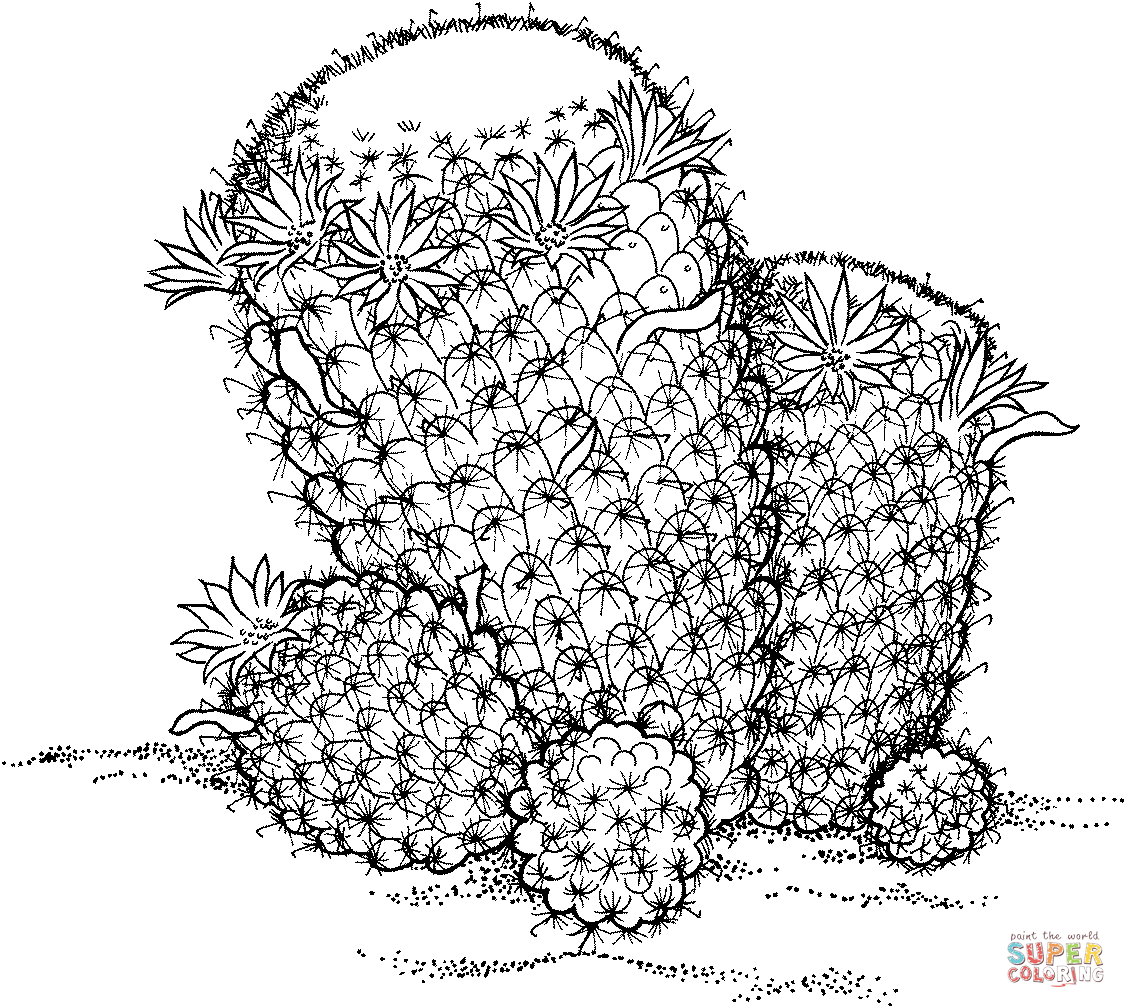 Mammillaria wildii cactus coloring page free printable coloring pages