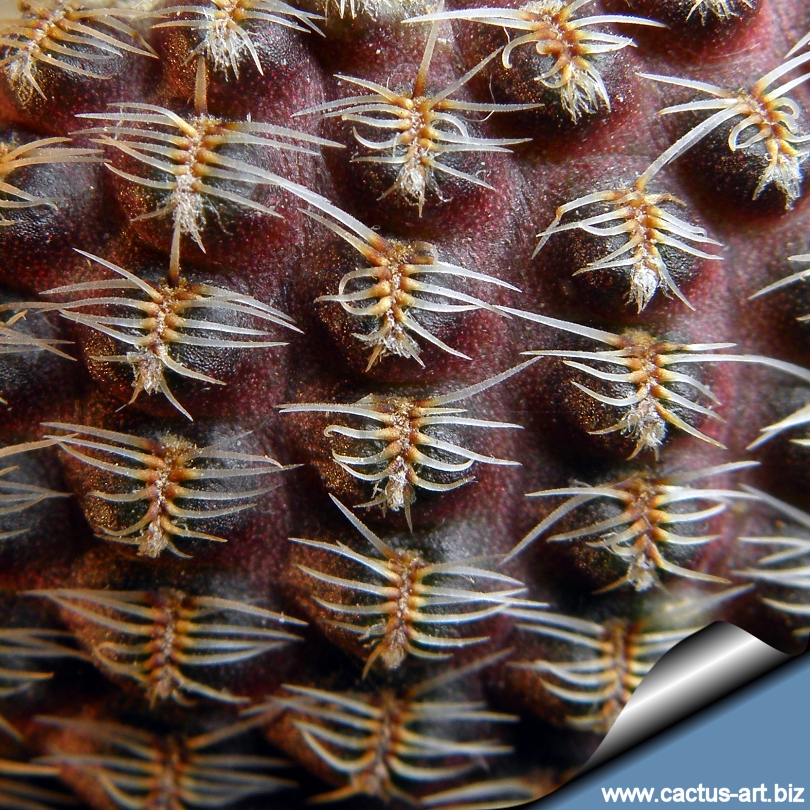 Lobivia famatimensis reicheocactus pseudoreicheanus