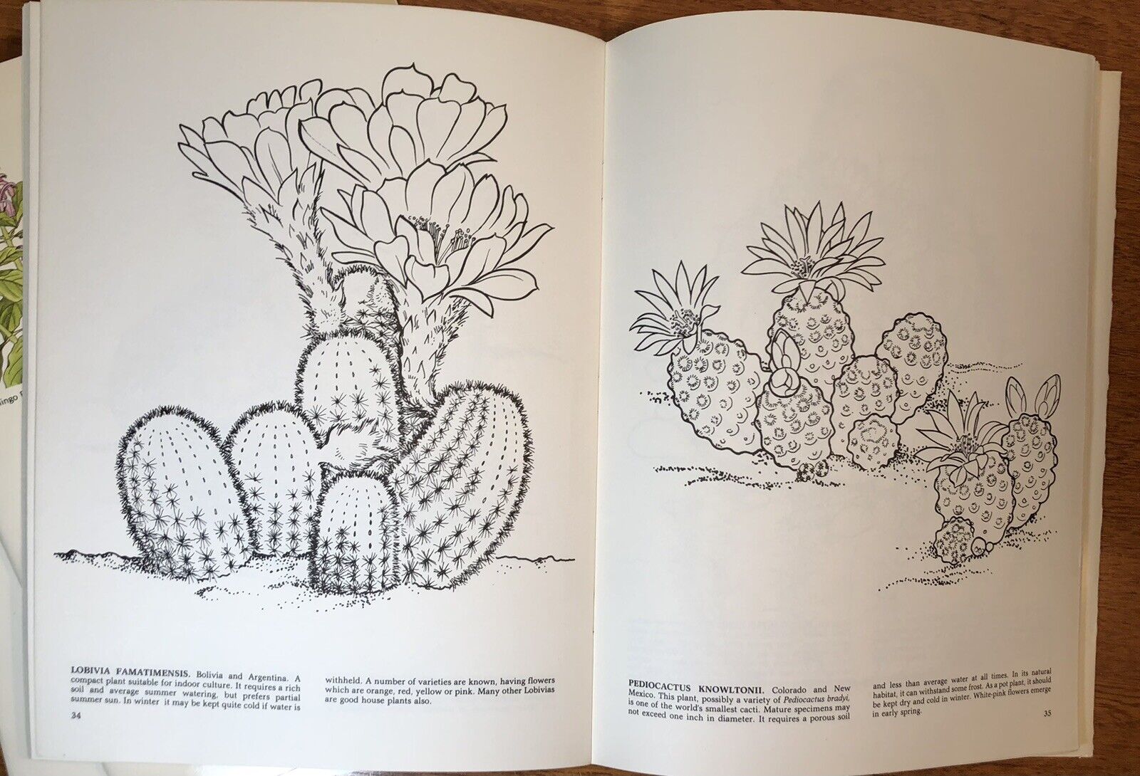 Dover coloring books tropical flowers bouquets cactus garden vtg s lot of â st johns institute hua ming