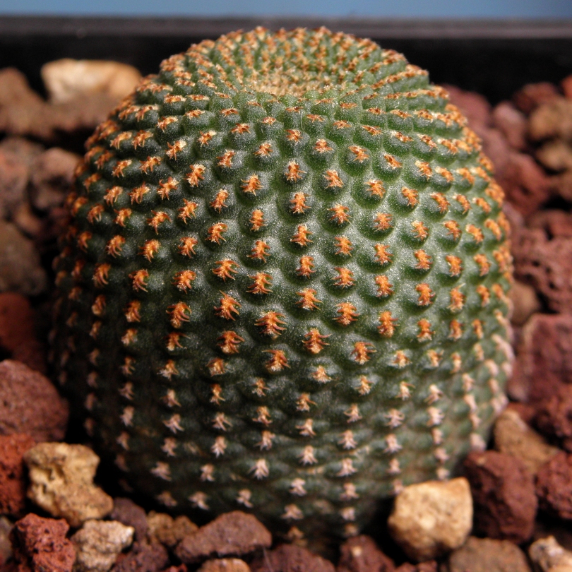 Lobivia famatimensis reicheocactus pseudoreicheanus