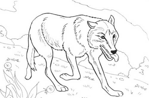 Desenhos de lobos para imprimir e colorirpintar grãtis pãginas de colorir animais pãginas para colorir lobos