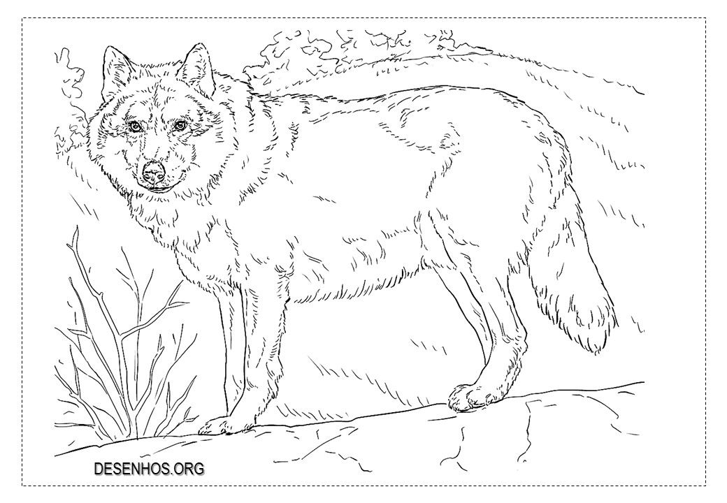 Lobos para colorir lobo para colorir lobos colorir