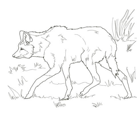 South american maned wolf coloring page free printable coloring pages