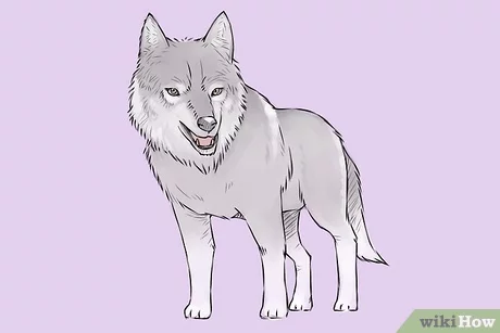 Ways to draw a wolf