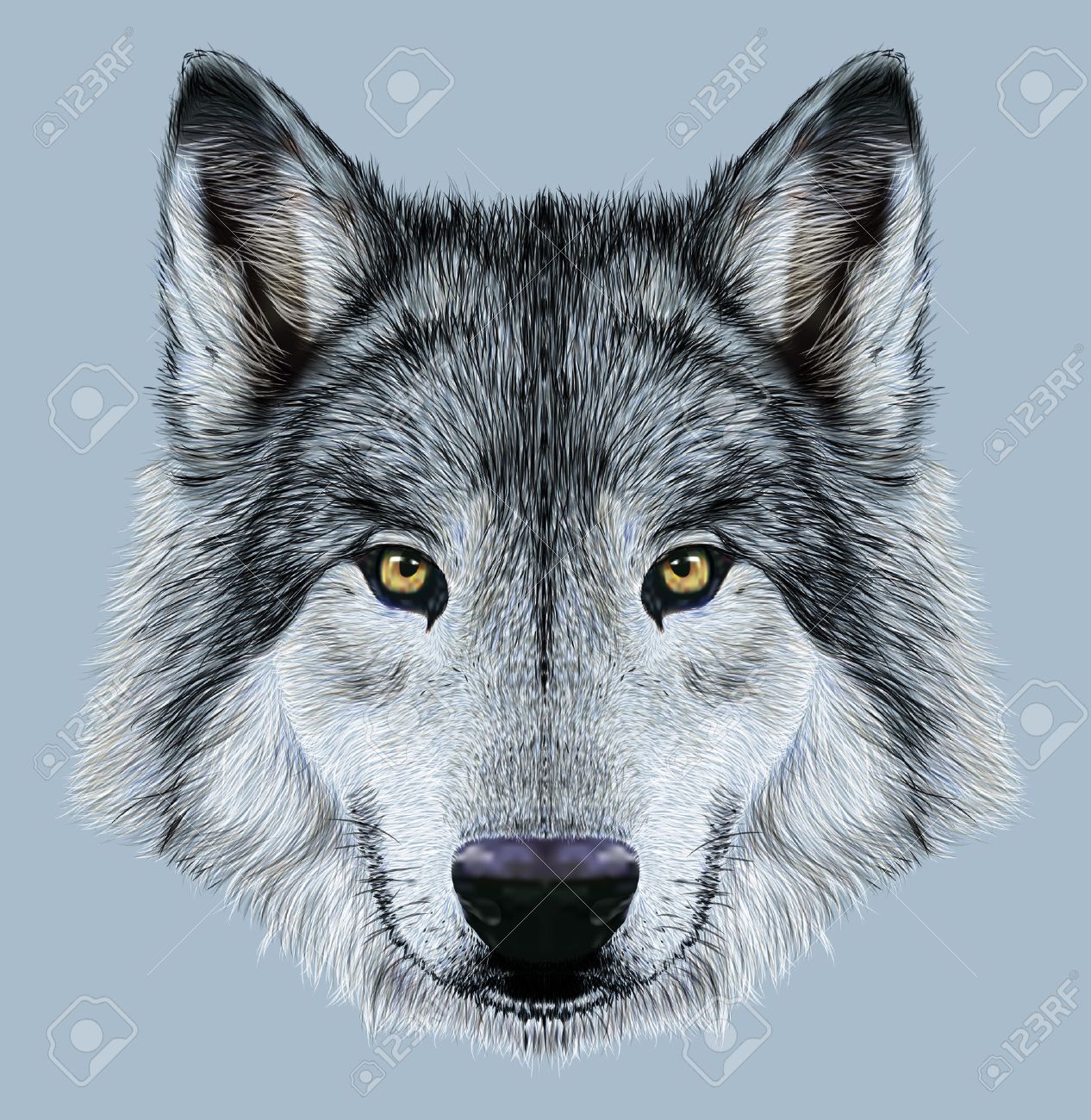 Illustration portrait of a wolf winter fur color wolf on blue background stock photo picture and royalty free image image