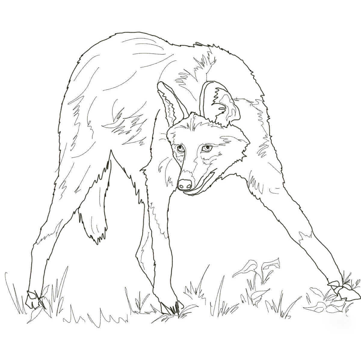 Maned wolf has long black legs and tall erect ears coloring page