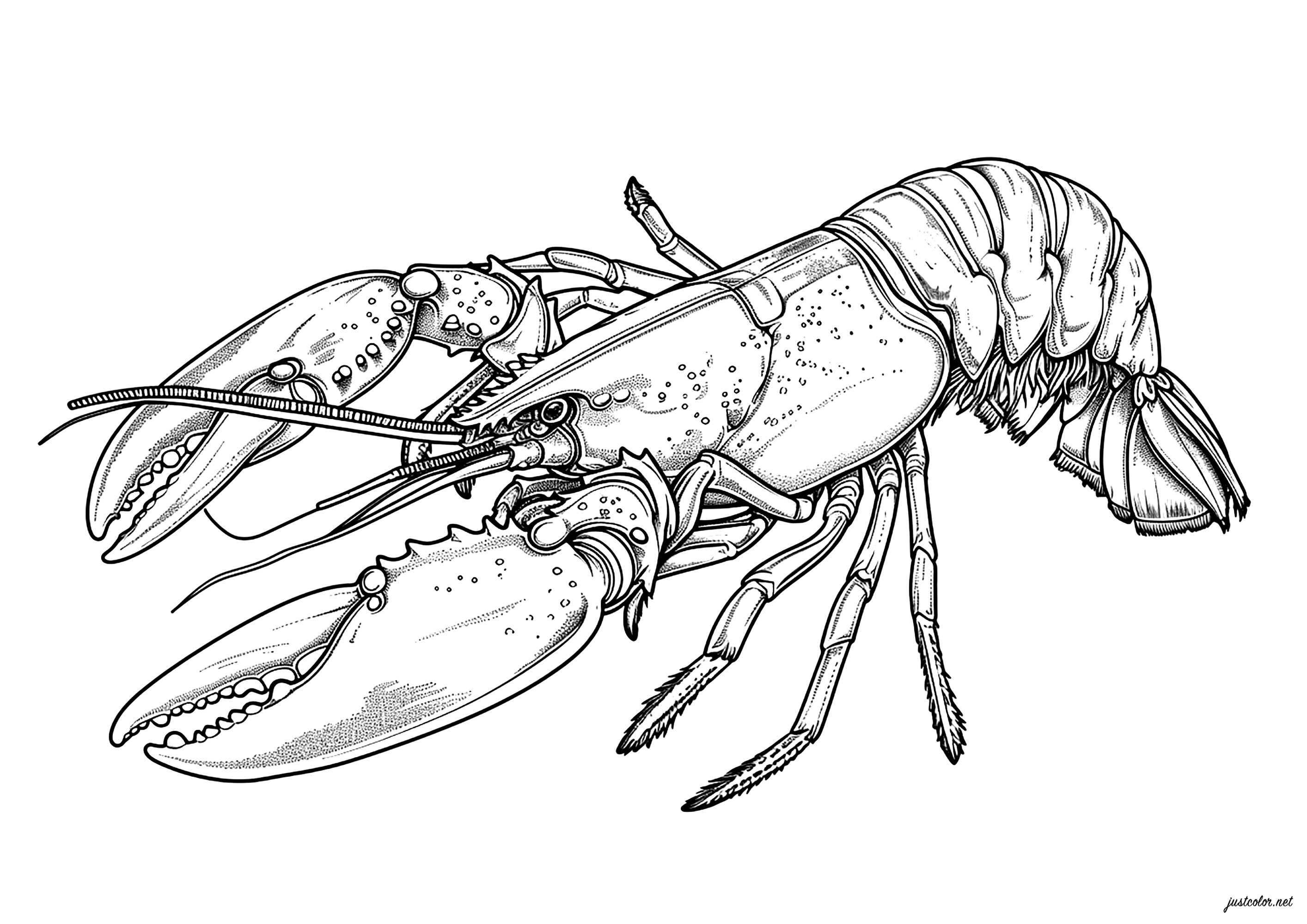 Beautiful realistic lobster