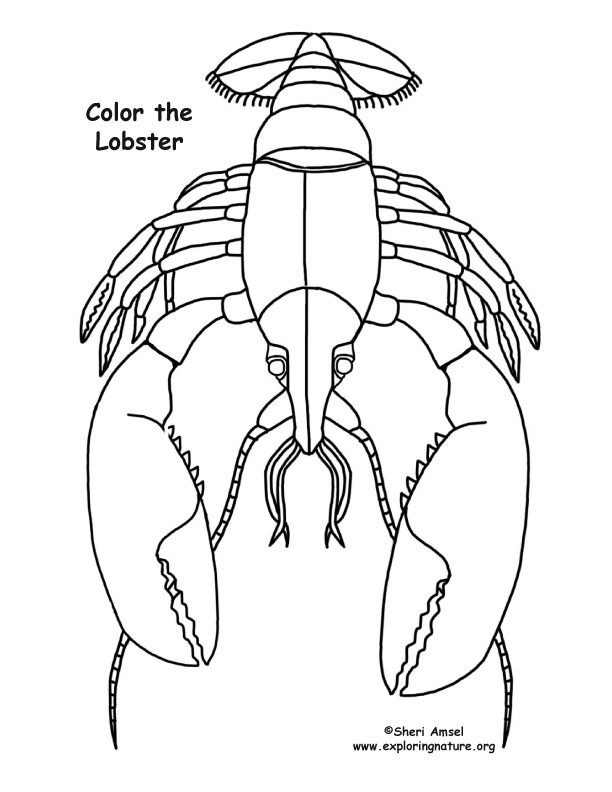 Lobster coloring page