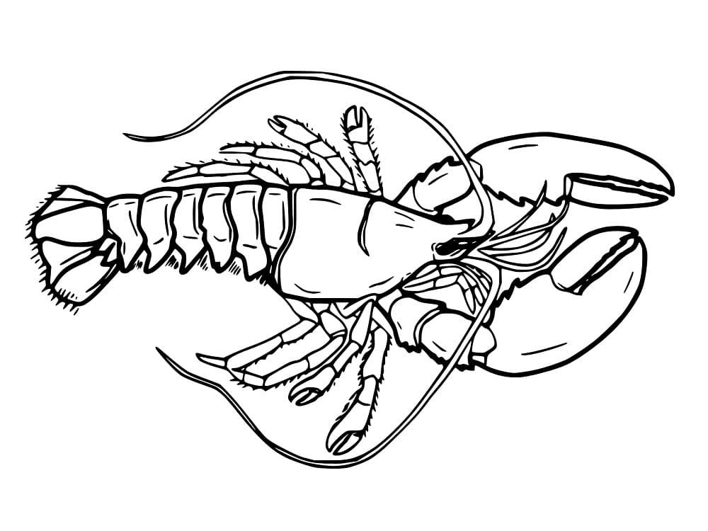 Maine lobster coloring page