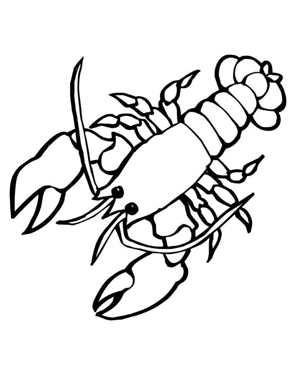 Sea animals giant sea lobster with big clasp sea animals coloring page animal coloring pages zebra coloring pages coloring pages