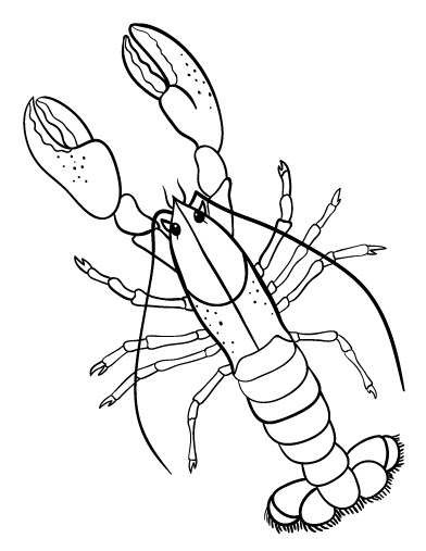 Free lobster coloring page