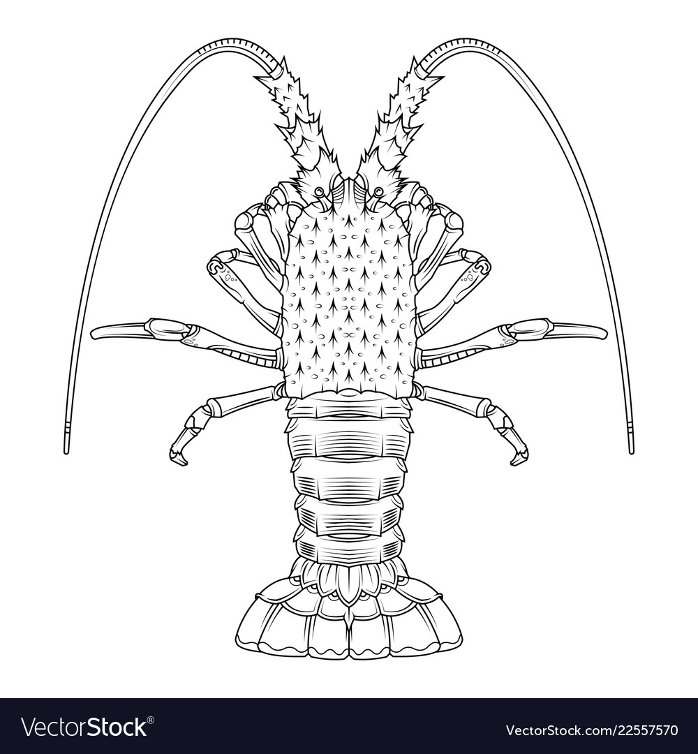 Crab prawns lobster crawfish coloring page vector image