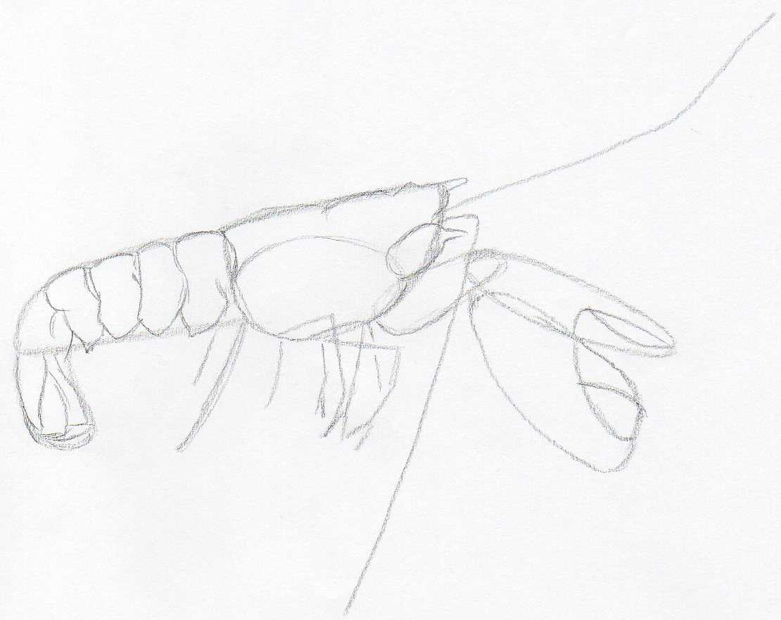 How to draw lobster simple tutorial