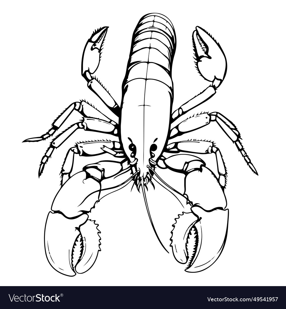 Lobster pencil drawing vector images