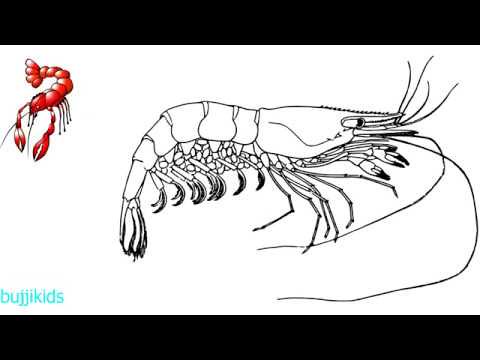 How to draw a shrimp for kids how to draw a lobster easyâ