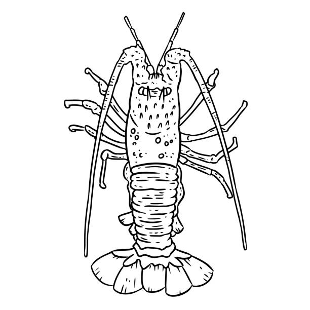 Silhouette of the how to draw a crayfish stock illustrations royalty