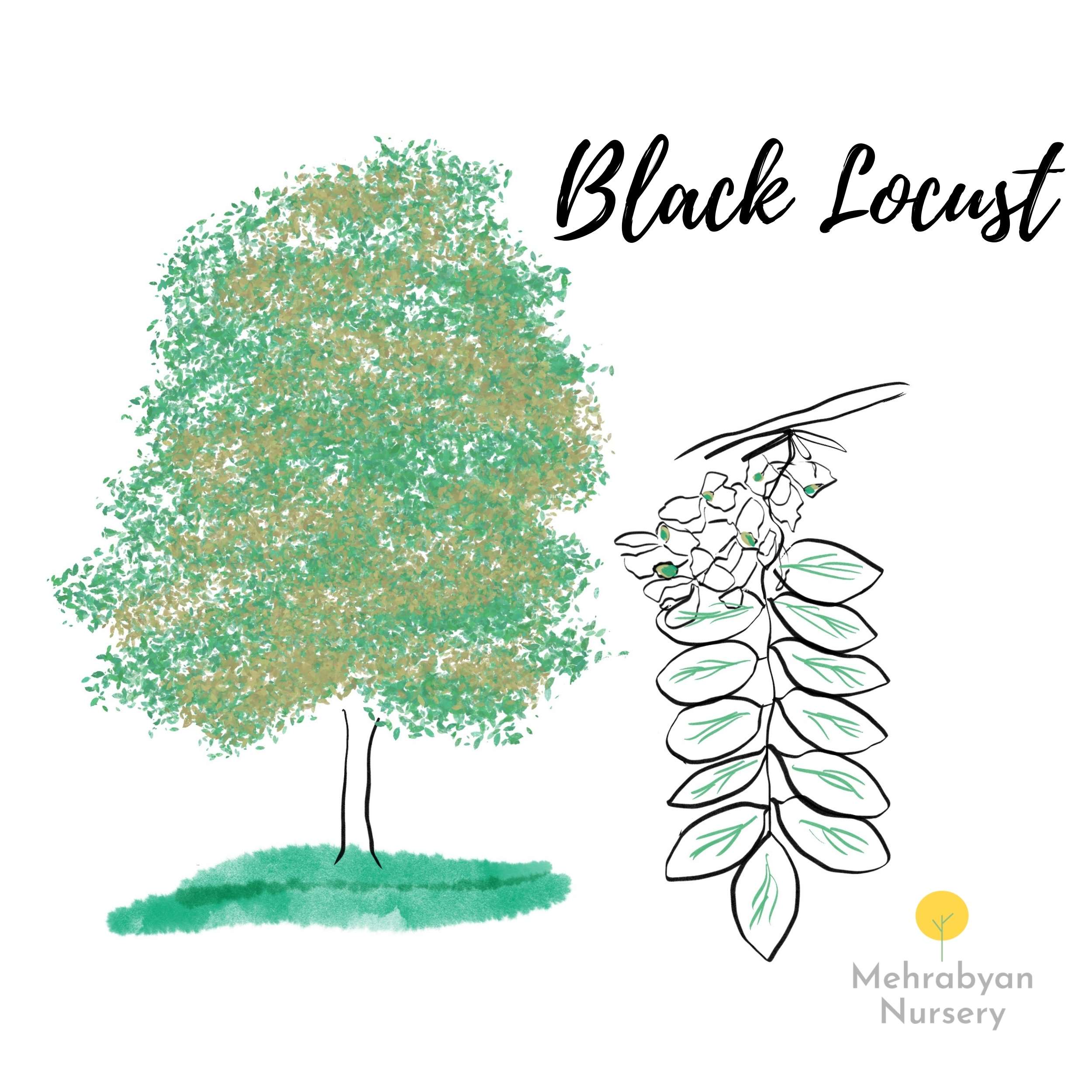 Black locust tree
