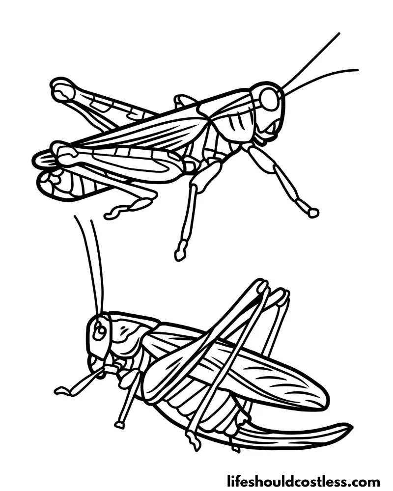 Grasshopper coloring pages free printable pdf templates