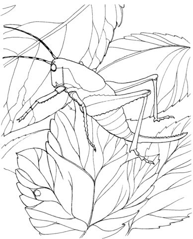 Locust coloring page free printable coloring pages