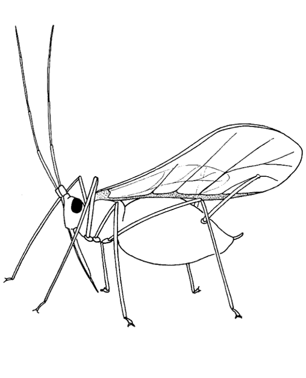 Free locust printable coloring page