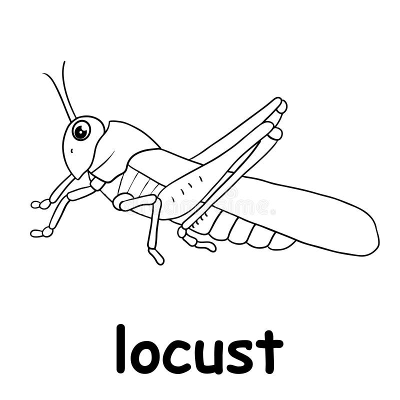 Locust coloring stock illustrations â locust coloring stock illustrations vectors clipart