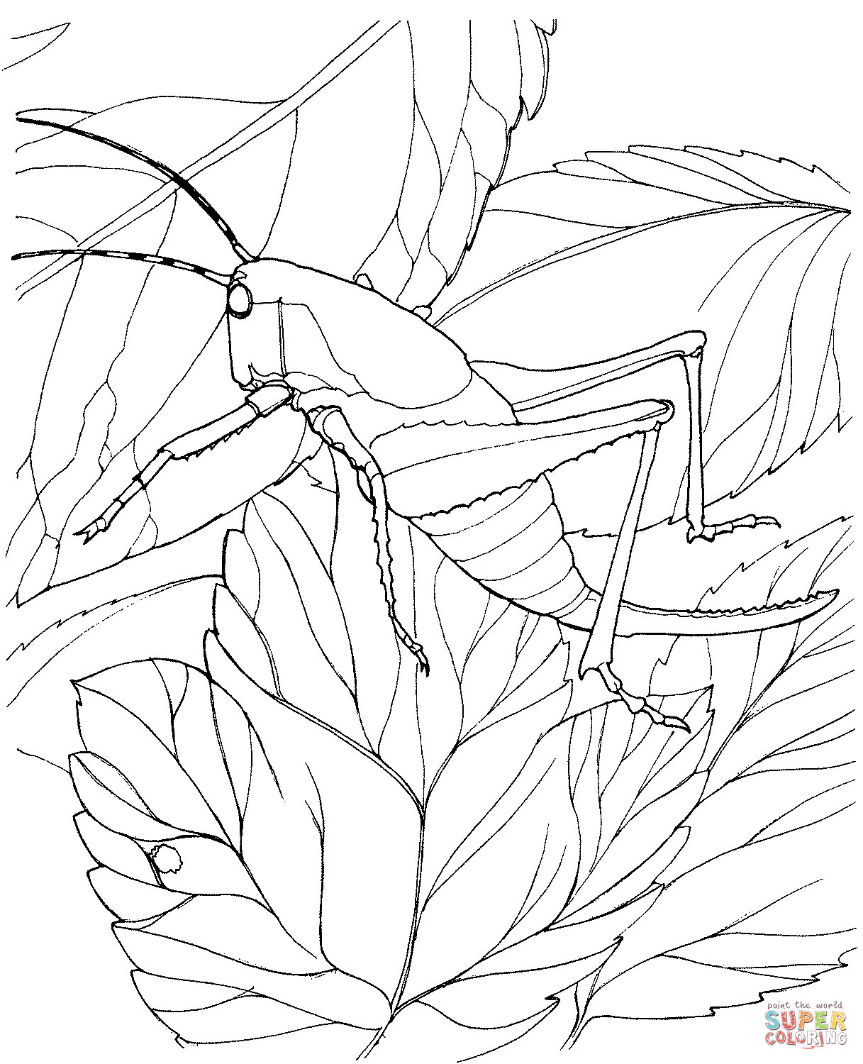 Locust coloring page free printable coloring pages