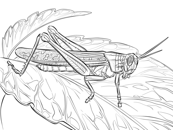 American locust coloring page free printable coloring pages coloring pages insect art loki tattoo