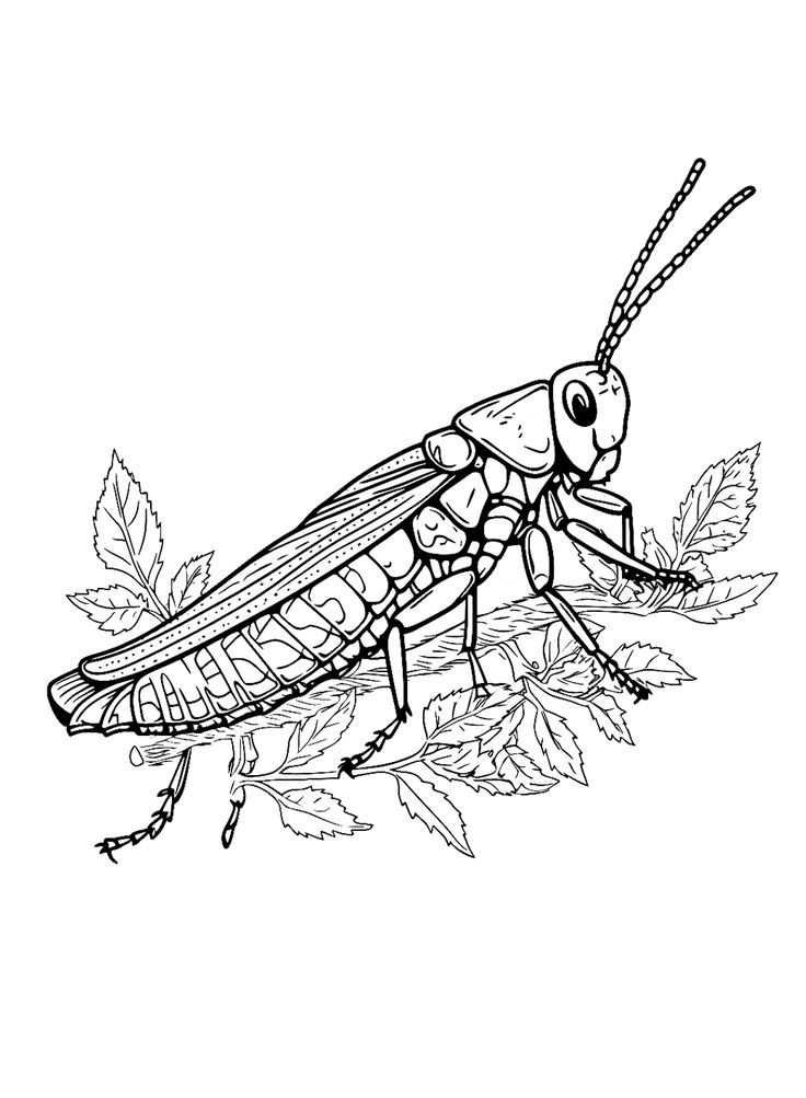 Locust coloring pages