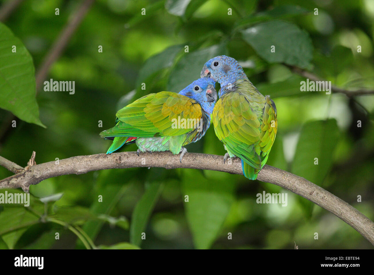 Loro de cabeza azul fotografãas e imãgen de alta roluciãn