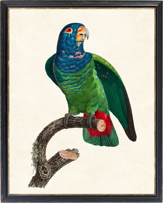 Arte de loros imprimible loro de cabeza azul ilustraciãn vintage de aves francesas arte de pared tropical costera de x pulgadas descarga instantãnea