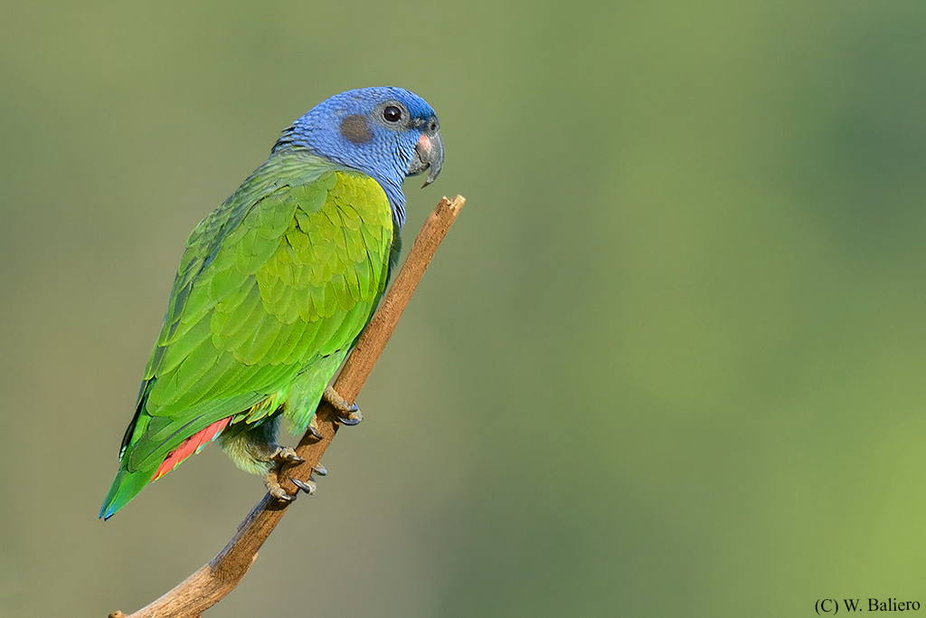 Loro de cabeza azul