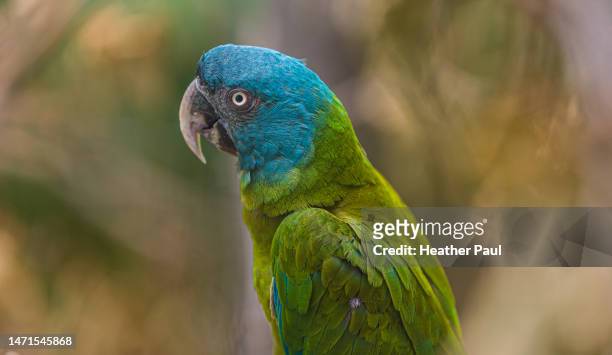 Fotos e imãgenes de loro de cabeza azul