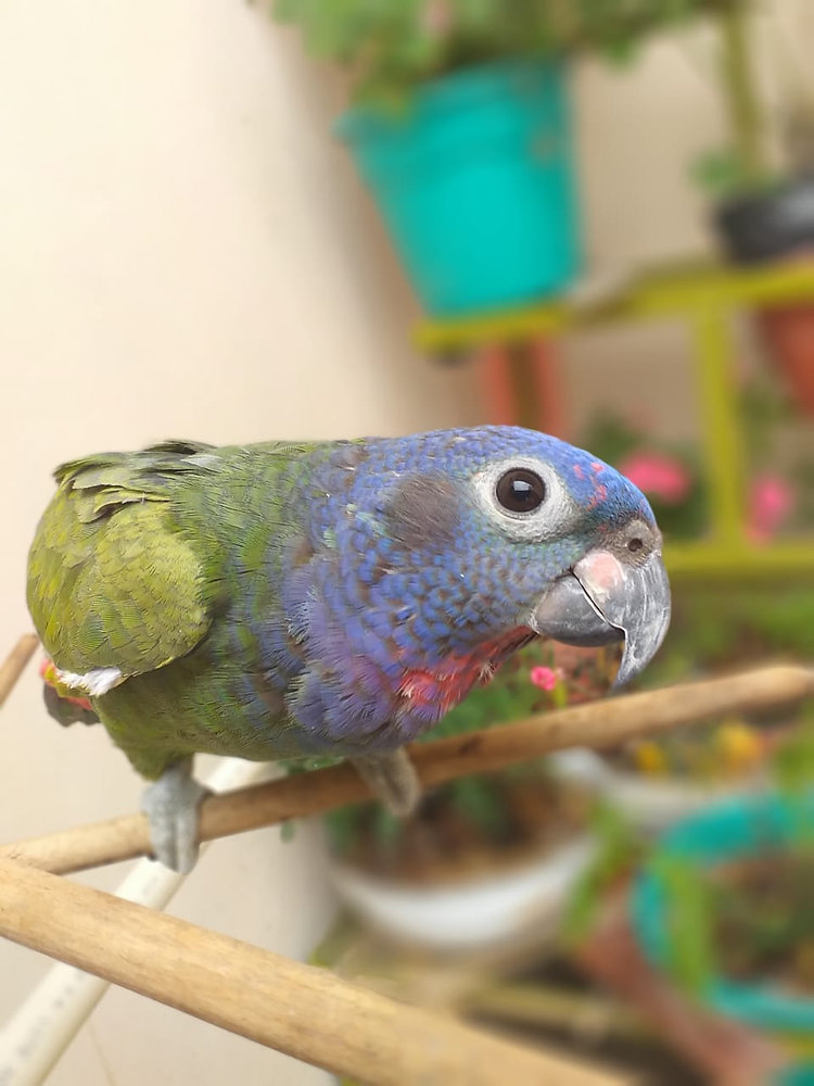 Loro cabeza azul